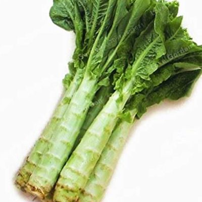 茎レタス(莴笋woshun)の冷菜 by *Yumousemouse* 【クックパッド