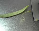 おばあちゃんの味・ささげの煮物作り方1写真