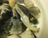 穴ジャコとアサリのトマトクリームパスタ作り方2写真