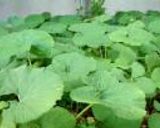 最高の味☆きゃらぶき♪作り方6写真
