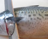 大好きだった居酒屋のさば味噌❤作り方1写真