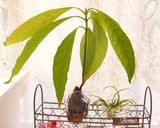 アボカドとなめ茸の煮こごり風作り方9写真