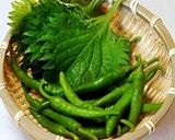 ご飯おかわり～！青唐辛子味噌作り方1写真