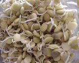 お家で豆のスプラウト(もやし）作り方7写真