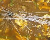 カレー春雨作り方7写真