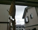 自家製★イカ干し作り方15写真