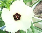 ♥♡簡単 生ハムDEとろ~り おくら♡♥作り方5写真