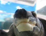 簡単ゼリームース作り方11写真