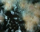 ファラフェル作り方4写真