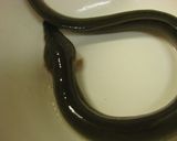 旧江戸川の天然ウナギの骨皮ピラフ作り方1写真