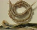 旧江戸川の天然ウナギの骨皮ピラフ作り方4写真