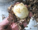 続【てかプチな里芋煮っころがしの煮方】作り方1写真