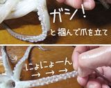 【烏賊の処理・下ごしらえ】作り方18写真