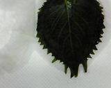大葉漬け(ｼﾞｬﾝｱｯﾁ)*韓国料理*作り方2写真