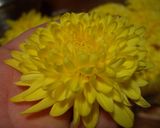 田舎の味✿パート②✿菊のおひたし✿作り方2写真