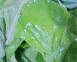 アマランサス(葉)の中華ポン酢和え作り方1写真