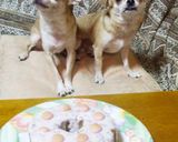 犬と一緒に食べる　シフォン風ケーキ作り方12写真
