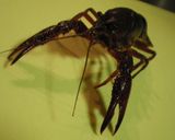 アメリカザリガニのケイジャン風ボイル☆作り方1写真