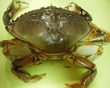 アメリカザリガニのケイジャン風ボイル☆作り方2写真
