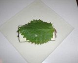 ☆旬のサンマで簡単春巻き☆作り方3写真