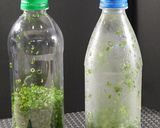 知ってた？小ねぎの保存方ｂｙオカン作り方8写真