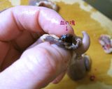 簡単節約・おうち居酒屋【はつ焦がし焼】作り方3写真