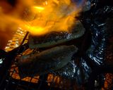 炙り鰺作り方9写真