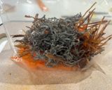 お手頃！お手軽！スピード松前漬け作り方4写真