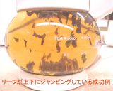 中野光崇　紅茶の入れ方　ミルクティー作り方5写真