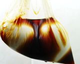 半熟味玉✿しょうゆ味/塩味～【プロの技】☝永久保存版作り方6写真