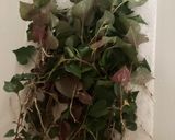 ドクダミ茶作り方1写真