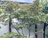 イロハモミジ塩作り方14写真