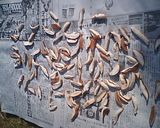 干し椎茸作り方2写真