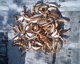 干し椎茸作り方3写真