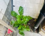 自家栽培の高菜で簡単!めはり寿司作り方1写真