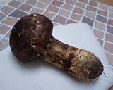 旬の味♪まつたけご飯作り方1写真