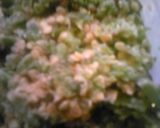 青とうからしの南蛮味噌作り方1写真
