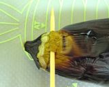 母の焼きナスの皮の剥き方作り方3写真