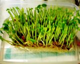 豆苗（とうみょう）と竹輪の炒め物作り方5写真