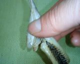こまい(氷下魚)ほぐし☆みそ漬け作り方2写真