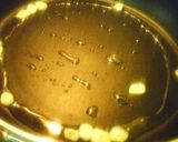 鶏肉とさつま芋のカレーオイスター炒め作り方5写真