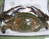 ワタリガニのクリームトマトパスタ作り方1写真
