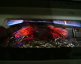 秋香る　鮭ときのこのホイル焼き作り方5写真