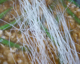 ずぼら料理　いんげんと春雨の炒め煮作り方6写真
