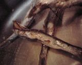 根菜の紅白すまし汁作り方1写真