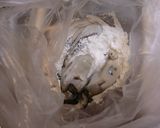 絶品★牡蠣のオリーブオイル焼き作り方2写真