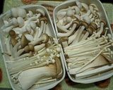 きのこたっぷり白身魚のレンジ蒸し作り方3写真