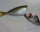 鯵の下処理が早くて簡単!作り方4写真