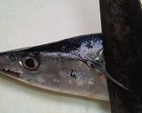 超簡単!きれい!魚の内臓の取り方作り方1写真