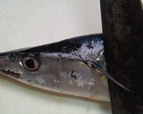 超簡単！きれい！魚の内臓の取り方作り方1写真